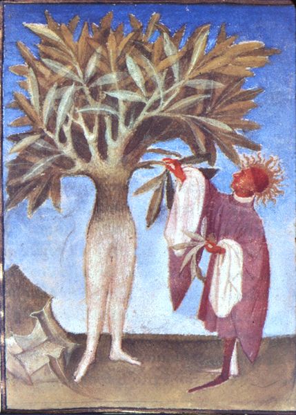 la femme arbre, un mythe antique 